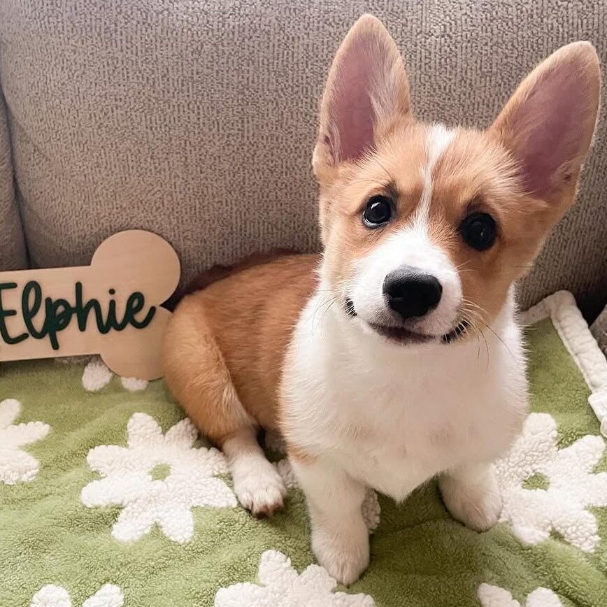 Elphie