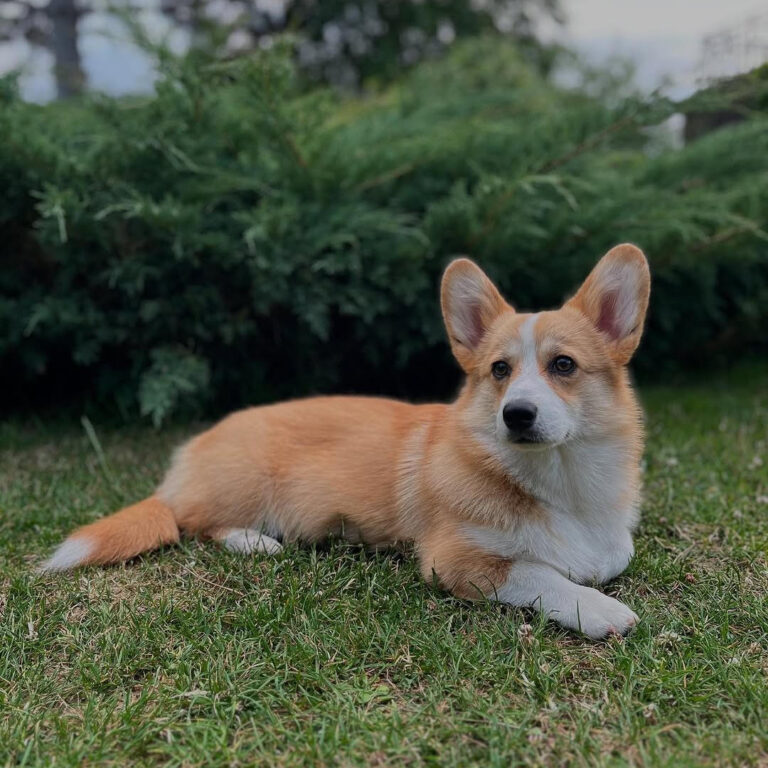 Mocha