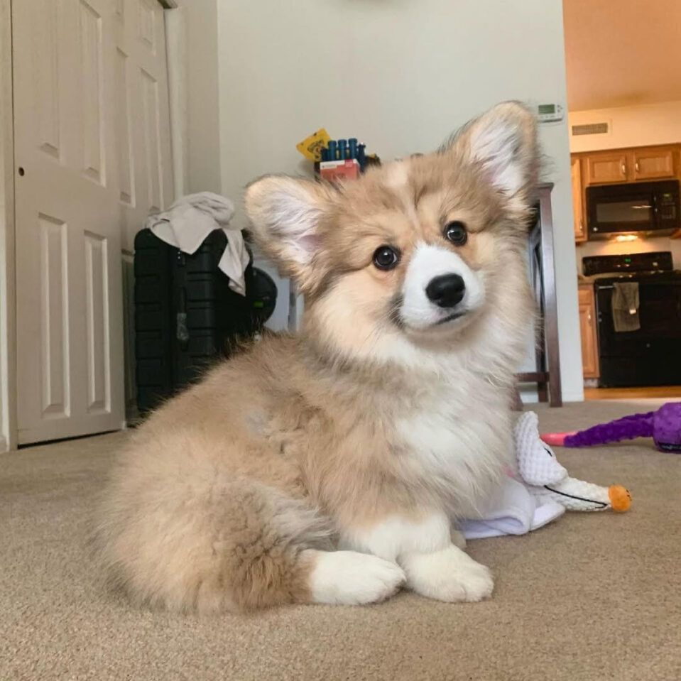Penny